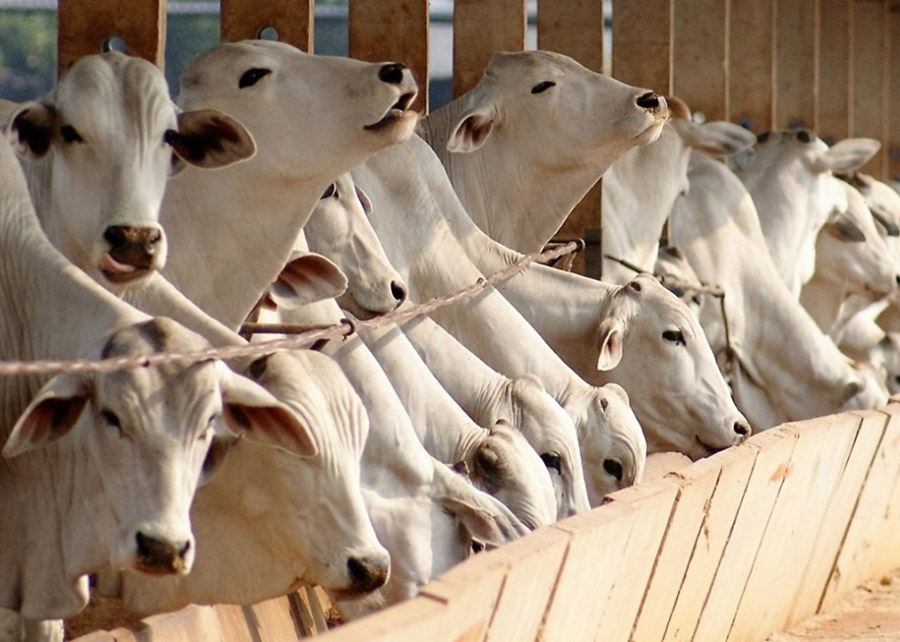 Boi gordo: veja como as exportações de carne impactaram a arroba hoje