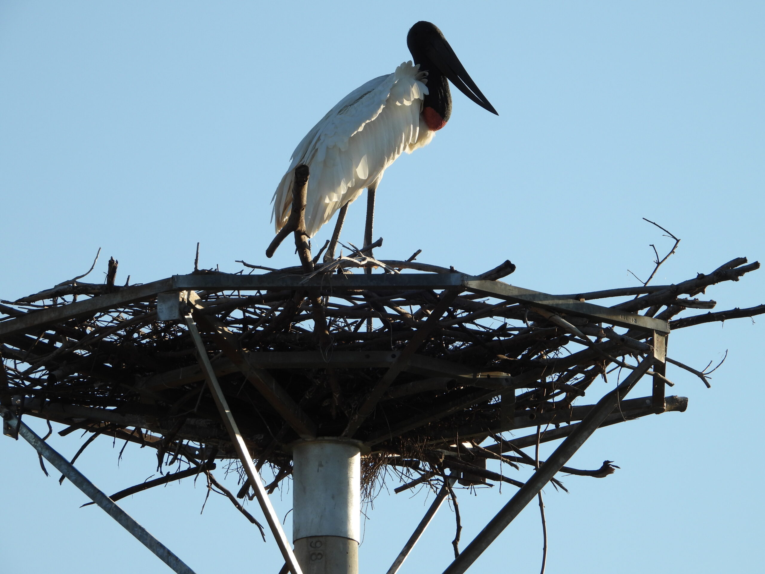 tuiuiú no pantanal