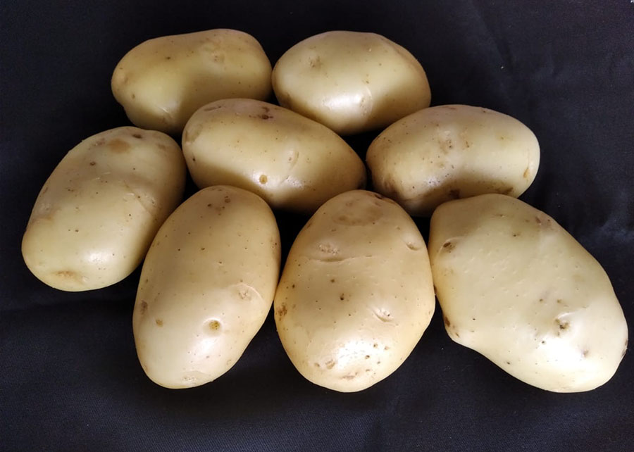 Preços da batata seguem em patamares baixos