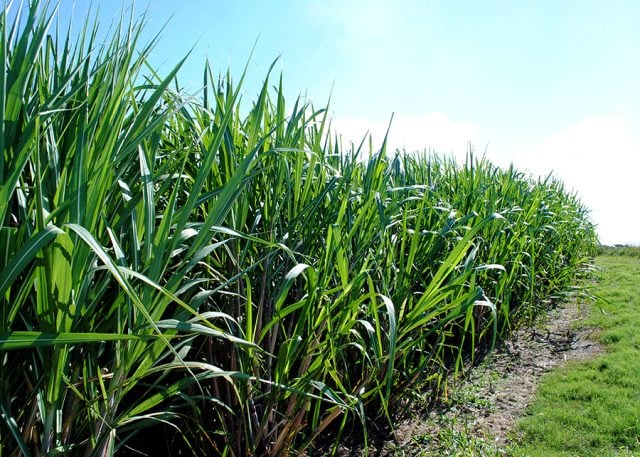 canavial - cana-de-açúcar - herbicidas