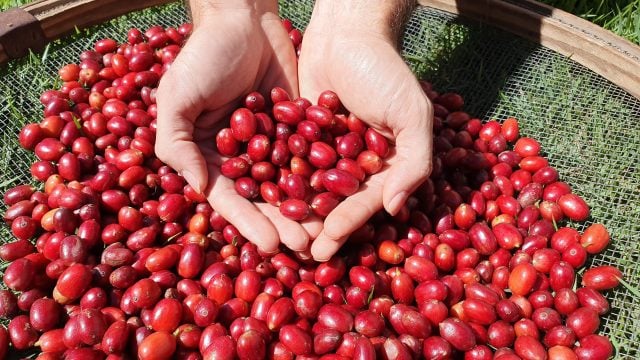 O café deve alcançar a maior safra de Rondônia
