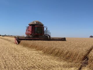 brs 264 embrapa trigo