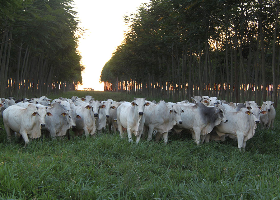 Foto: Embrapa/Divulgação