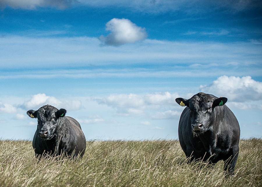 eficiência alimentar