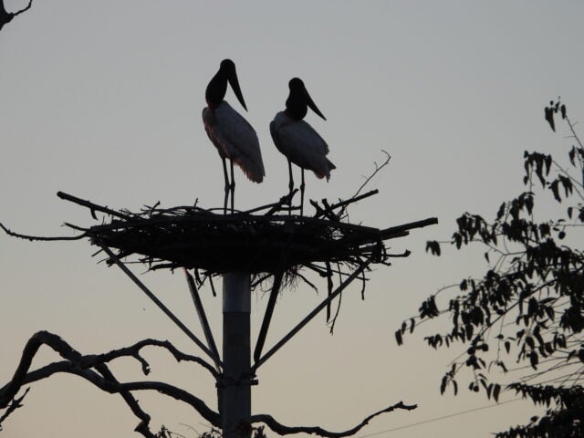 tuiuiú no pantanal