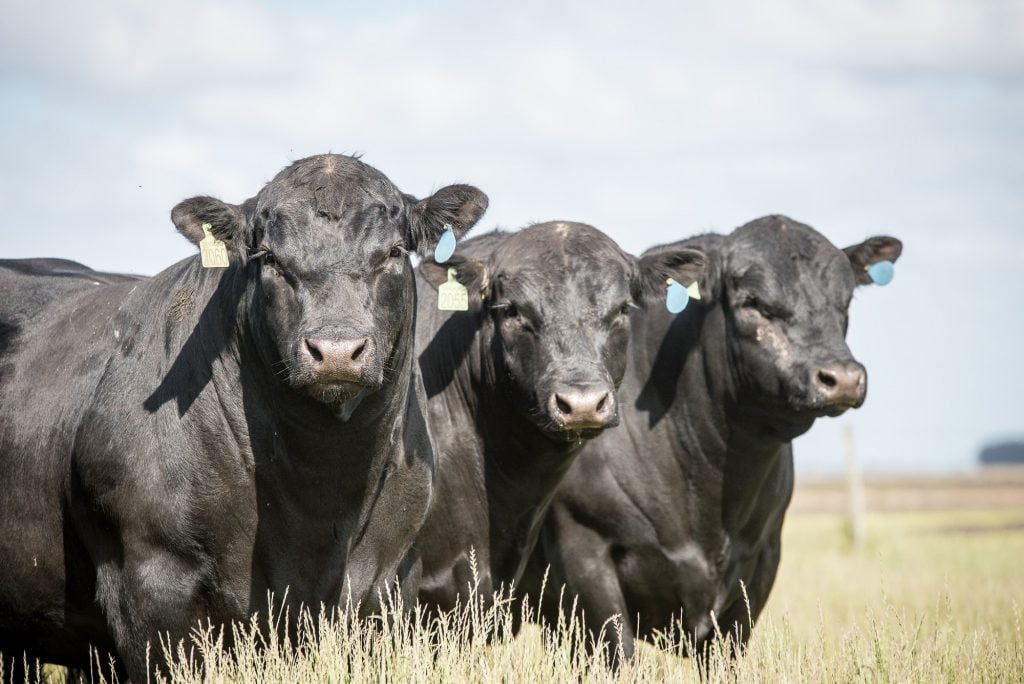 Brasil exportará embriões e sêmen bovino para dois novos países