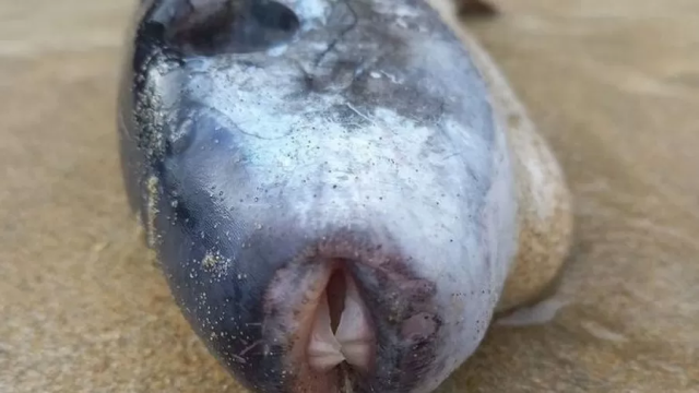 PEIXE PEIXE