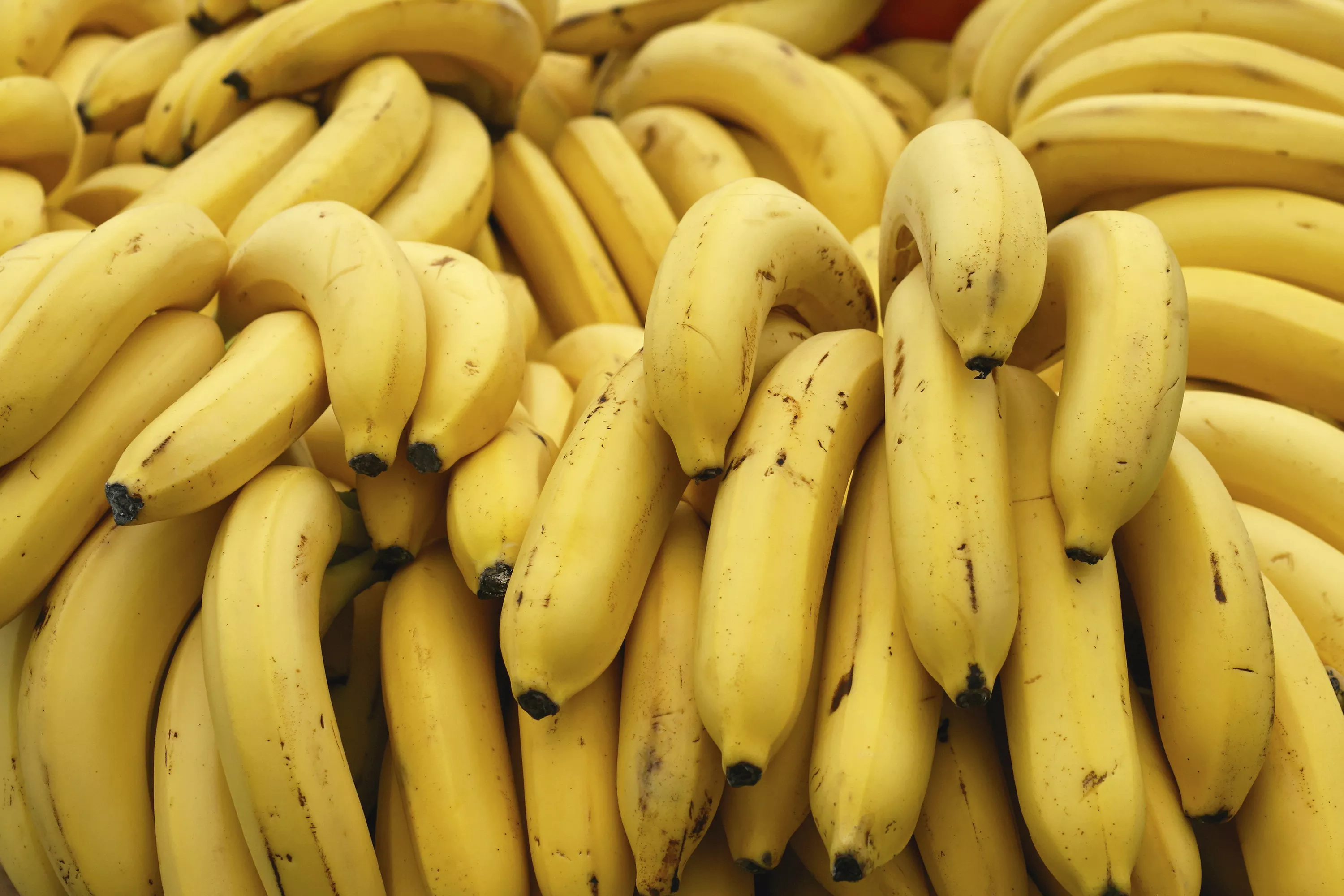 Estado identifica foco de praga que prejudica plantio de banana