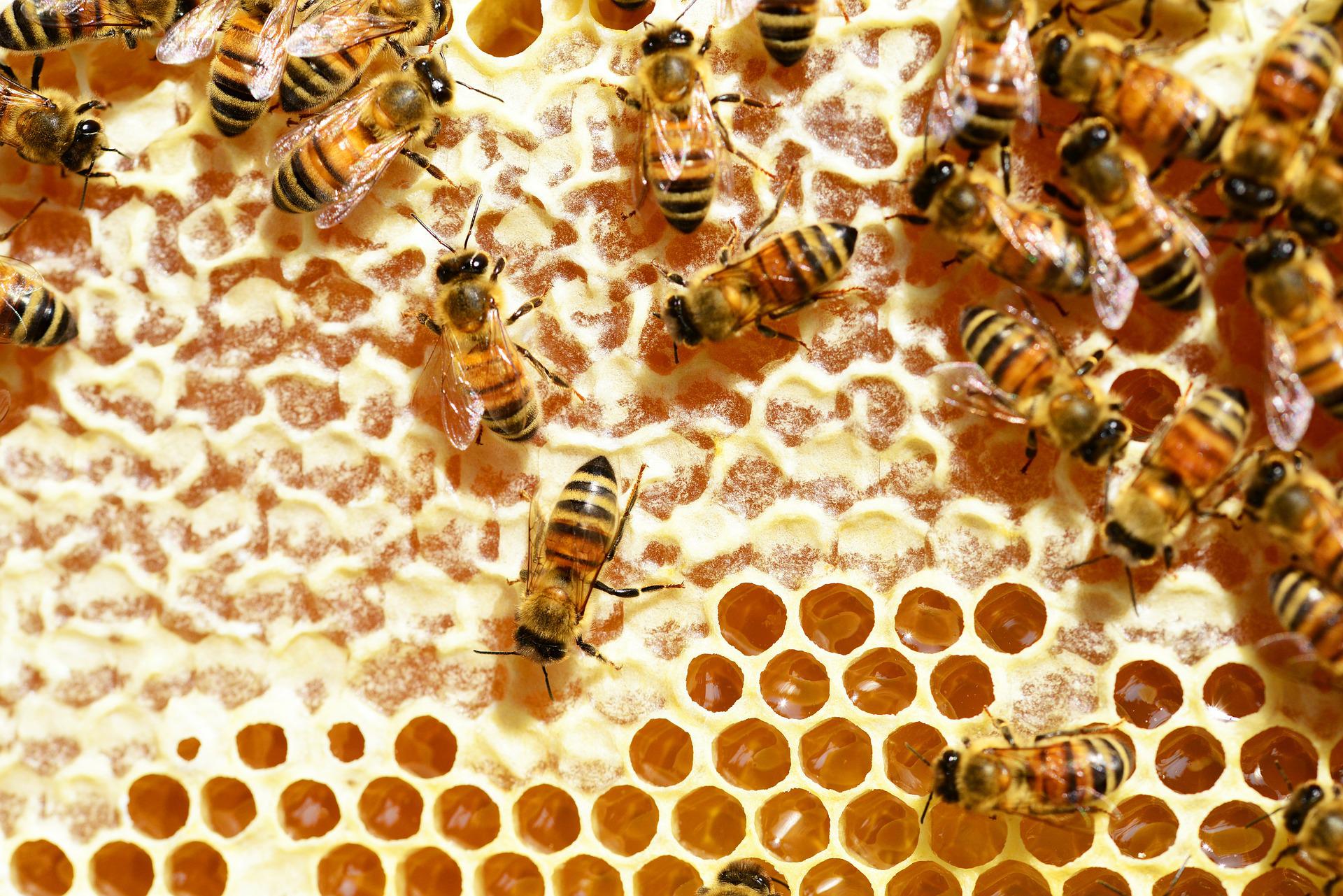 Abelhas produzindo própolis e mel