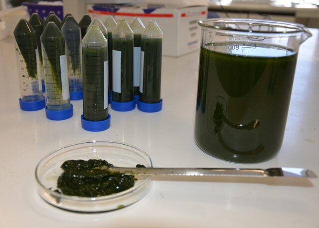 bioinsumo a partir de algas