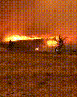 Incêndio atinge fazenda e animais ficam presos em 'círculo de fogo'; veja o vídeo