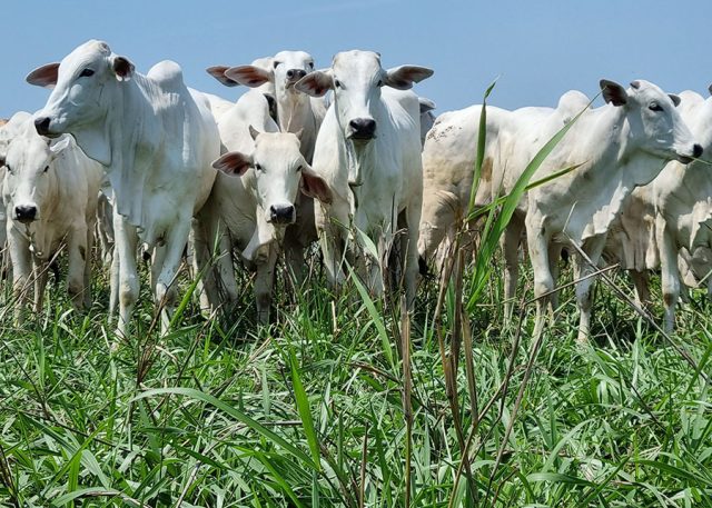 Por que comemos carne de vaca, mas não comemos carne de cavalo