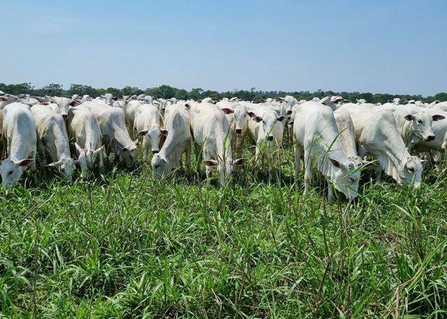bovinocultura, integração lavoura-pecuária