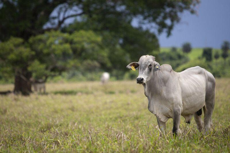 Preços do boi gordo sobem no Brasil, impulsionados pela demanda