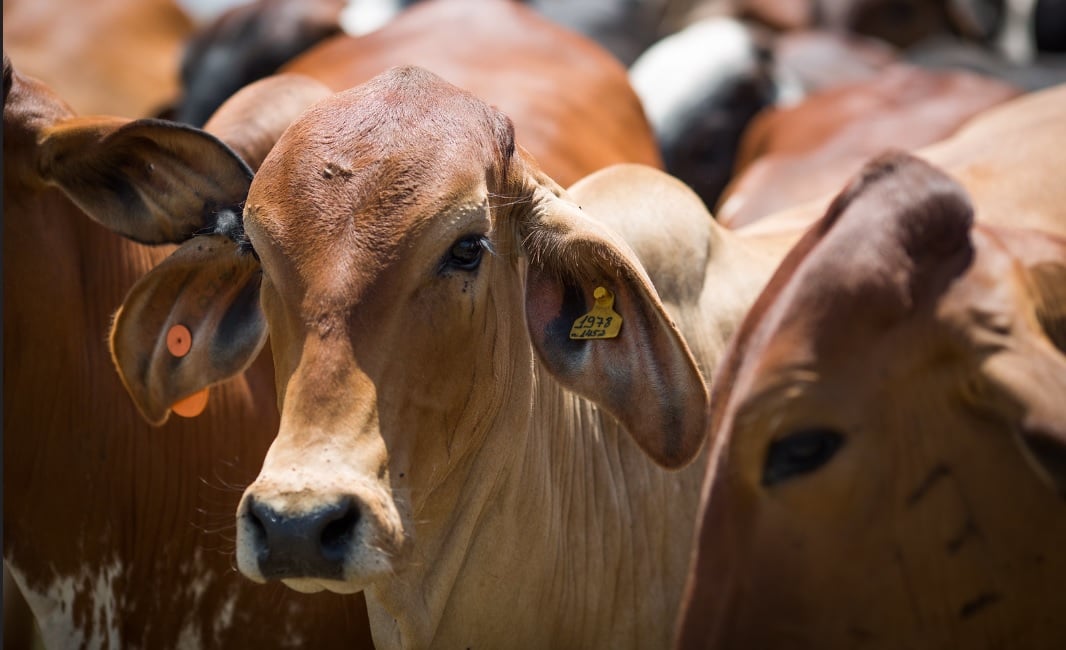 Preços do boi gordo: veja como as cotações da arroba iniciaram outubro