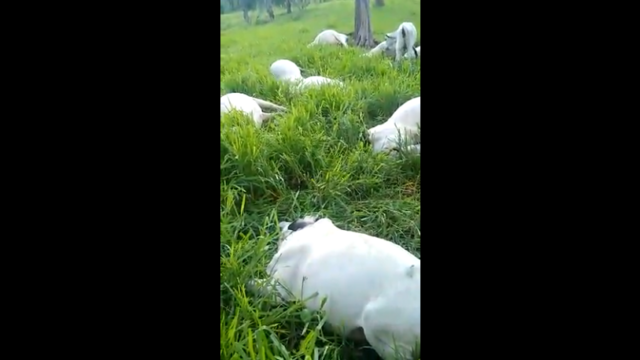 raios matam vacas
