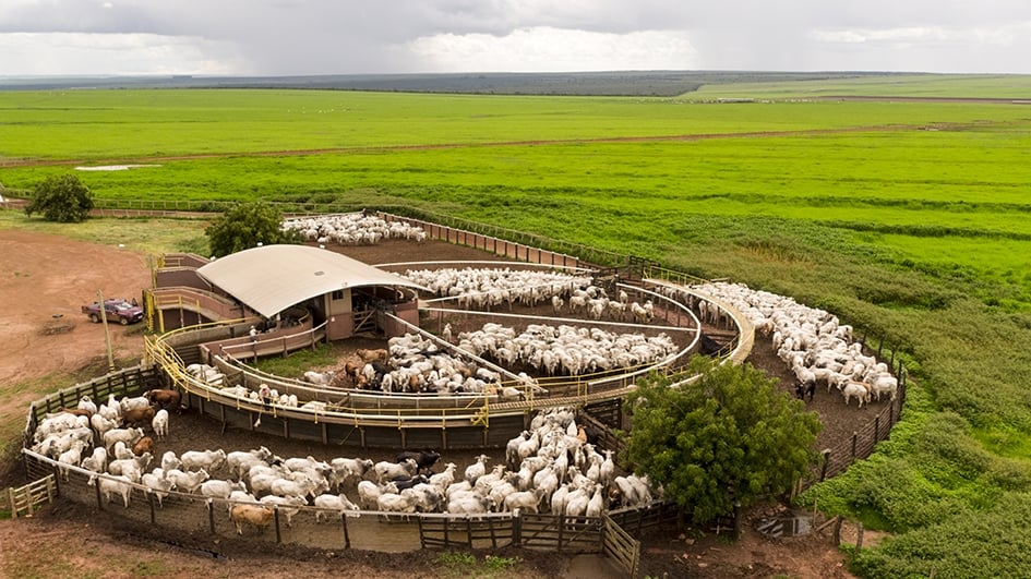 Propriedades em MT investem em tecnologia e garantem mapeamento no fornecimento de gado