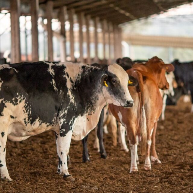 Bovinocultura de leite,Vaca, leite