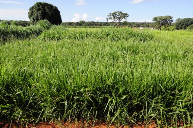 braquiária da Embrapa, pastagem