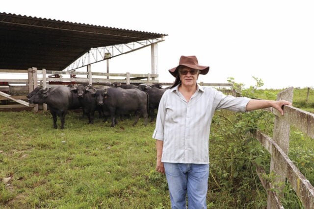     Luiz Carlos Chimin aposta em búfalos para produzir carne e leite 