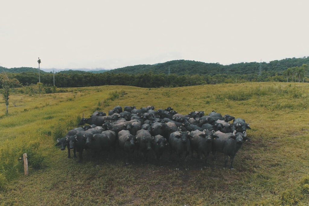 Rebanho de búfalos