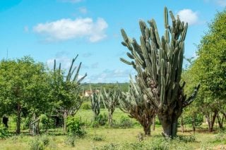 caatinga