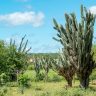 caatinga caatinga