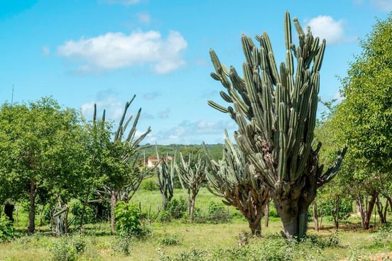 O importante papel da Caatinga no sequestro de carbono no Brasil