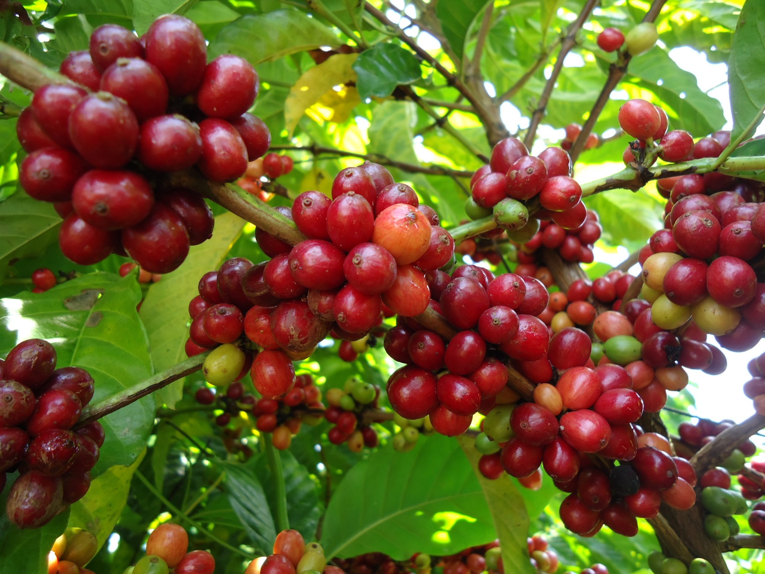 Café: faturamento das lavouras no Brasil devem chegar a R$ 55,95 bilhões