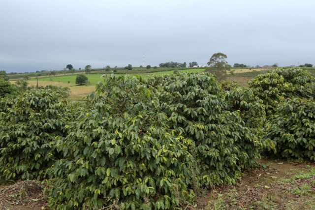 plantio de café no Paraná