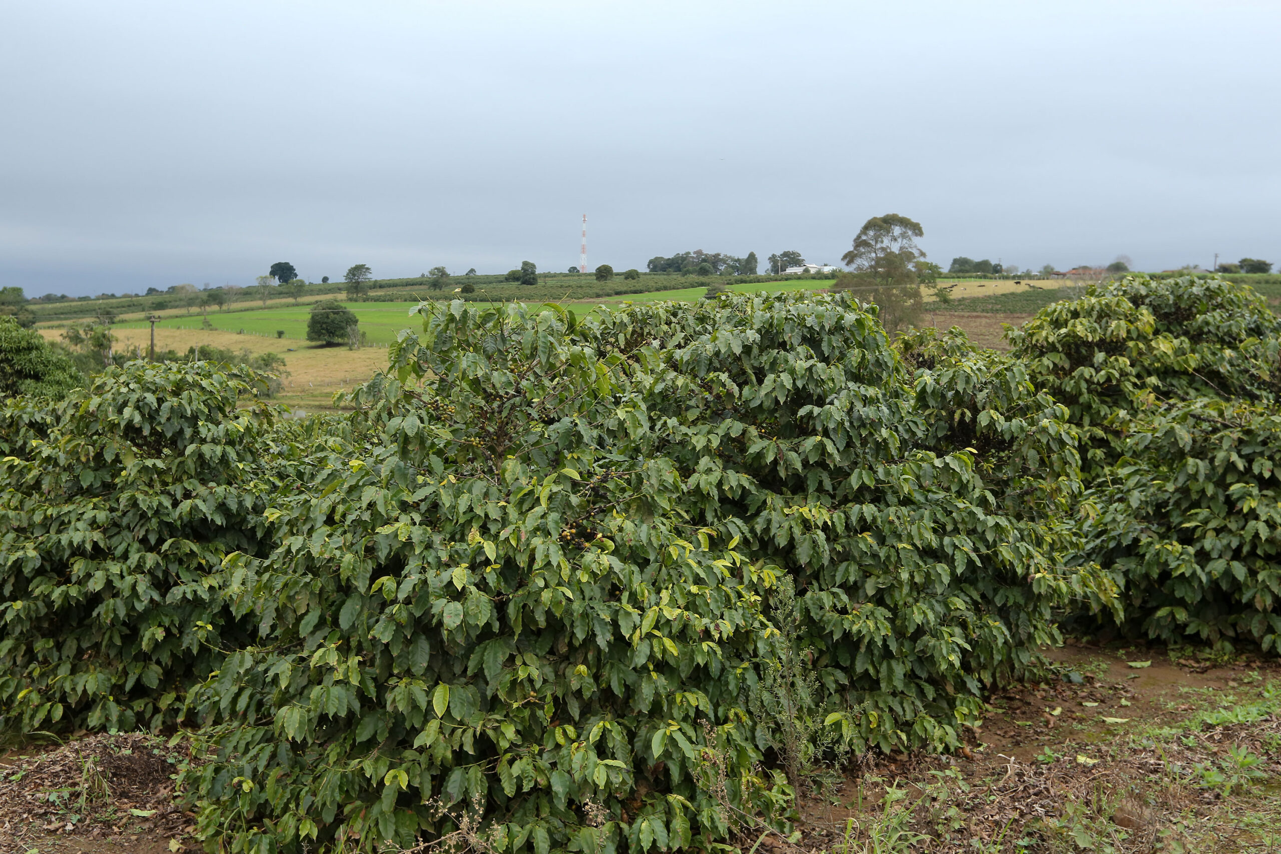 plantio de café no Paraná, chuva