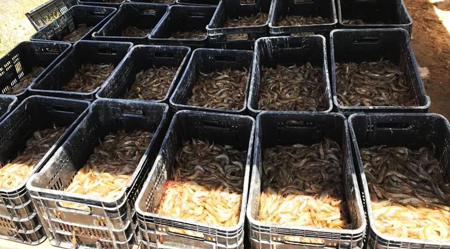 A produção de camarão vem ganhando destaque em Sergipe.