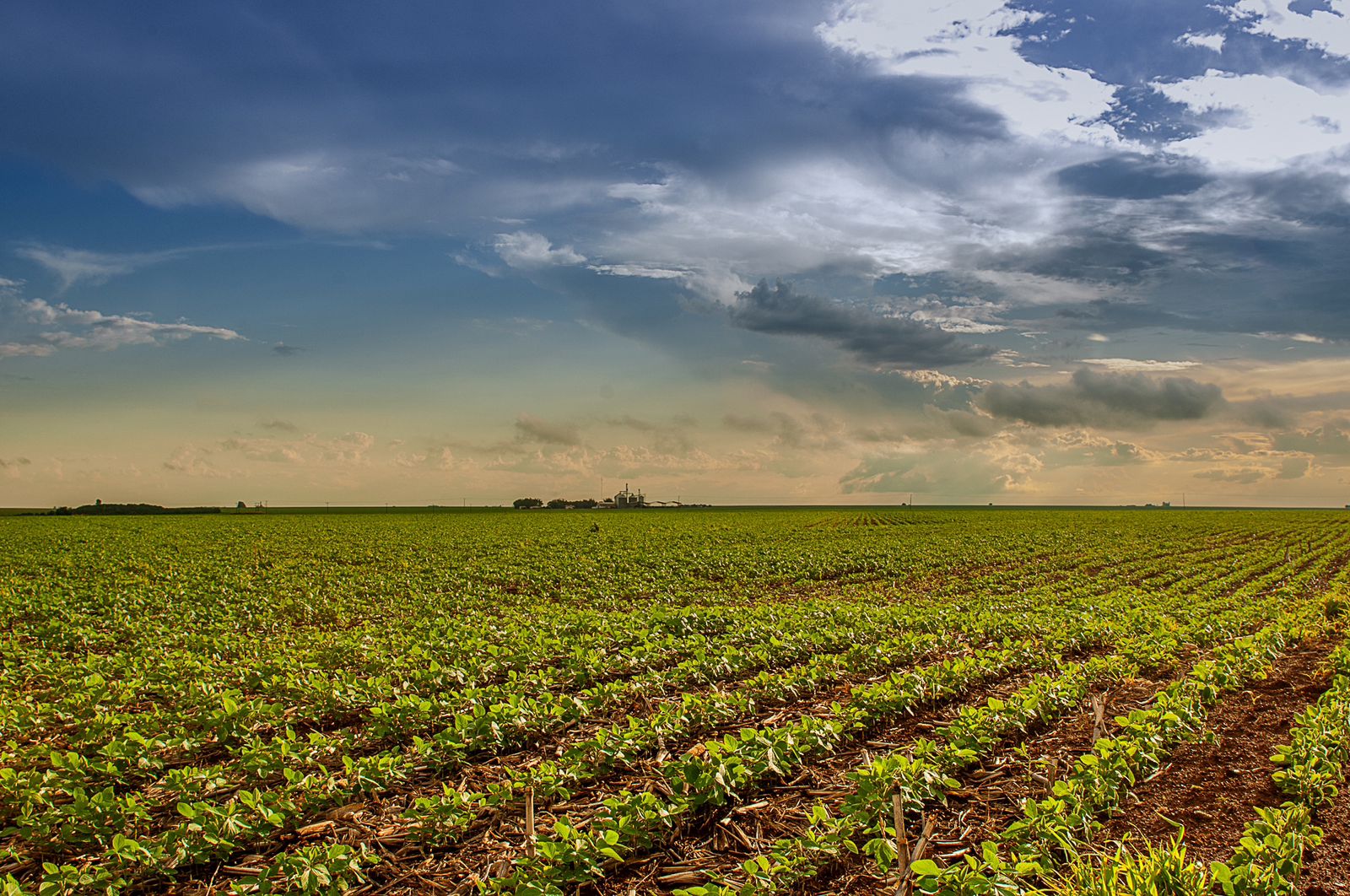 Crescimento de área para a soja em 2025/26 deve ser o menor em 5 anos
