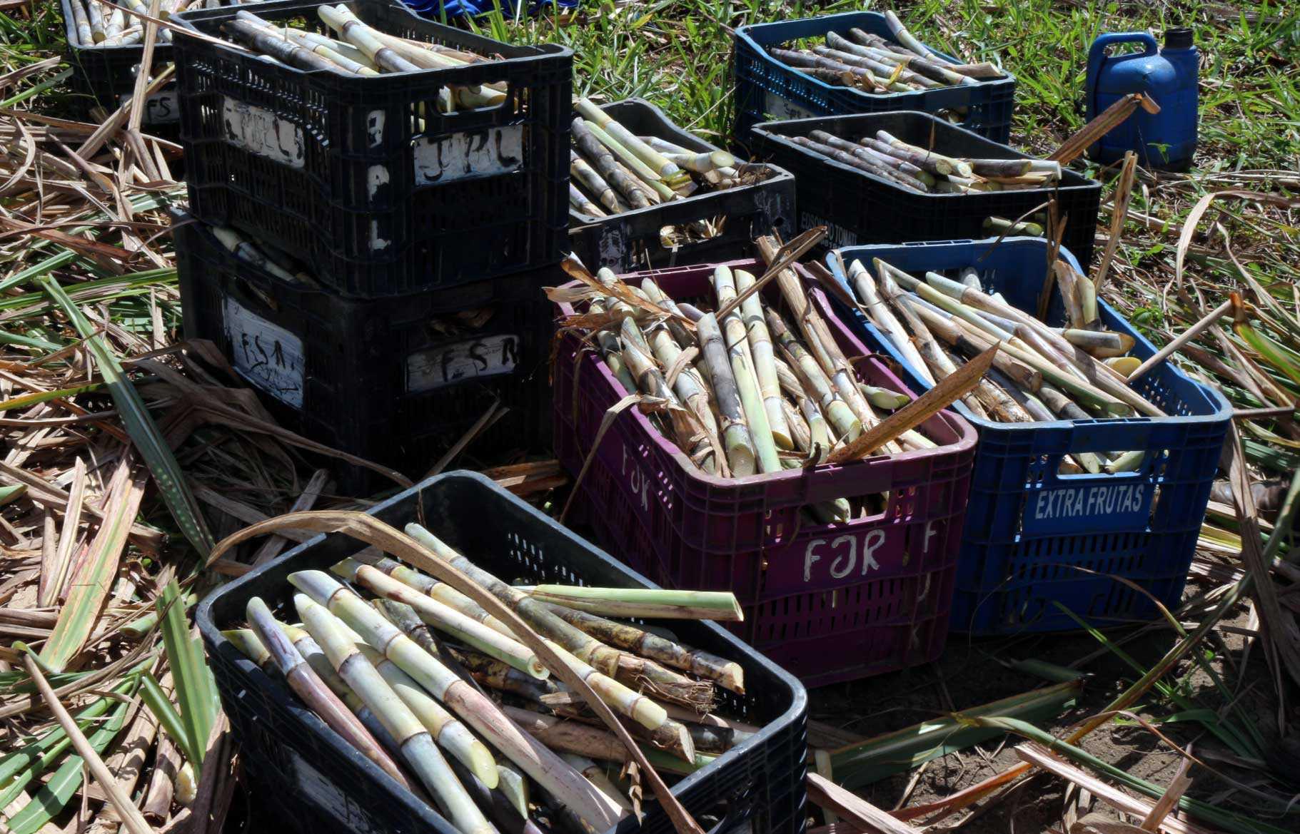 Pequenos produtores recebem clones de cana-de-açúcar na Paraíba
