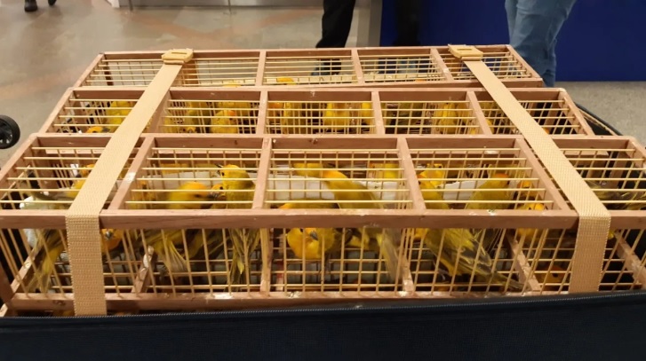 canaries, seized