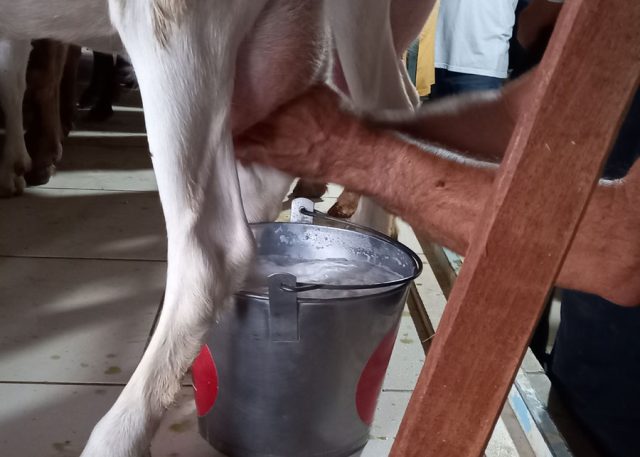 caprinocultura leiteira - leite - maíra vergne
