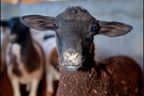 Produtores de Goiás afirmam que lucro de cordeiros para corte supera carne bovina; veja dicas