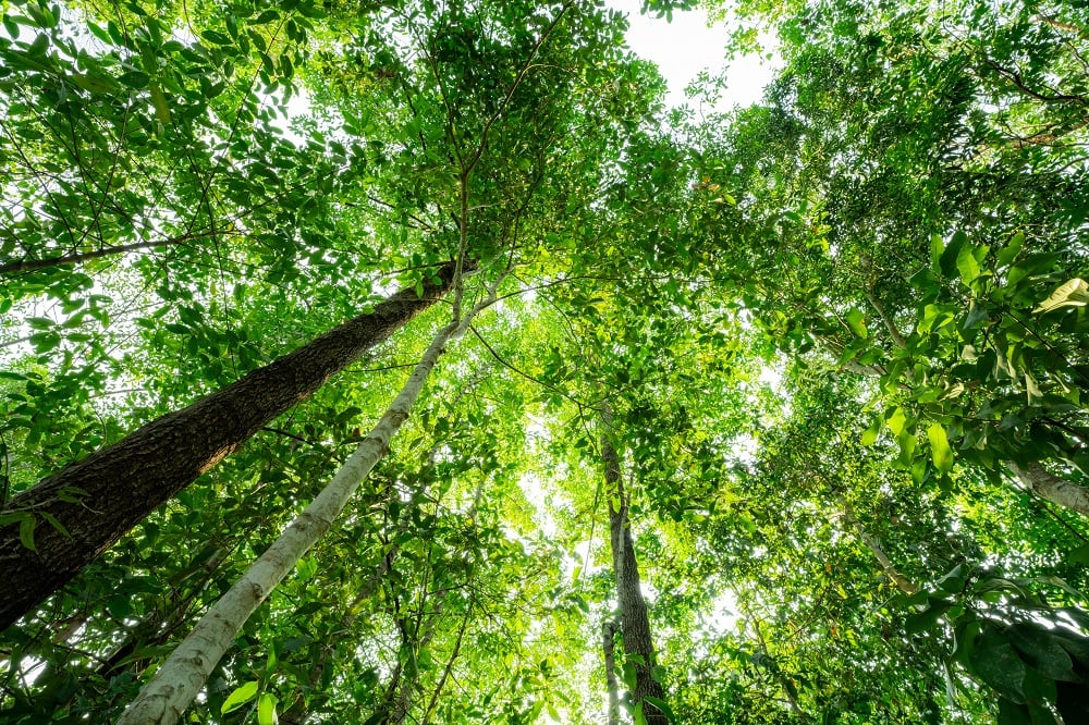 créditos de carbono, floresta