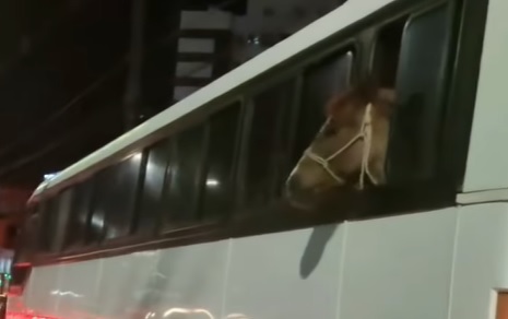cavalo pega carona em ônibus de criciúma - santa catarina - naldo arraes - criciúma da depressão