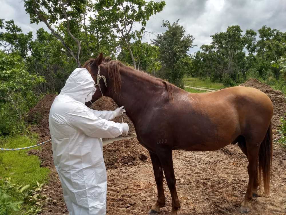 cavalo sendo examinado contra mormo