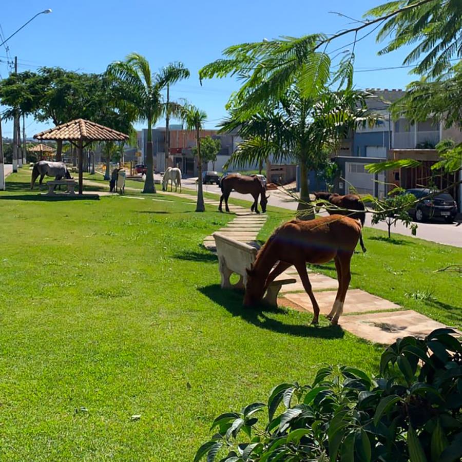 Prefeitura do interior de SP notifica proprietário de cavalos soltos na rua