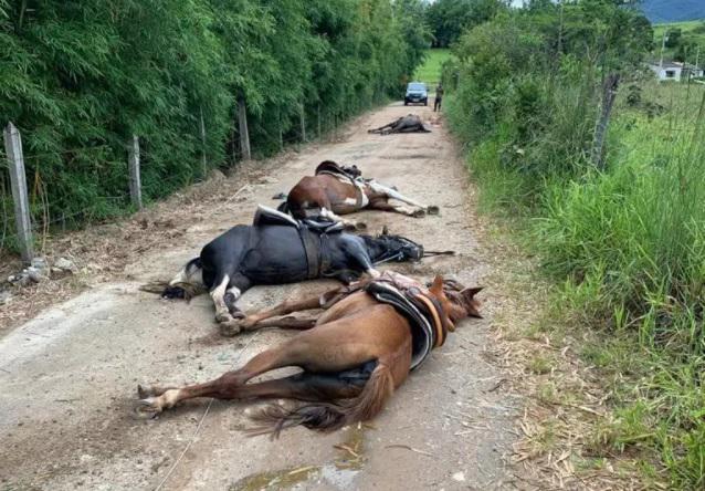 cavalos eletrocutados caídos em estrada de terra