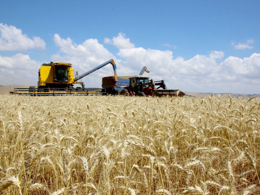 cereais-inverno-paraná