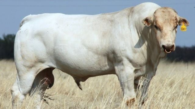 chianina cattle