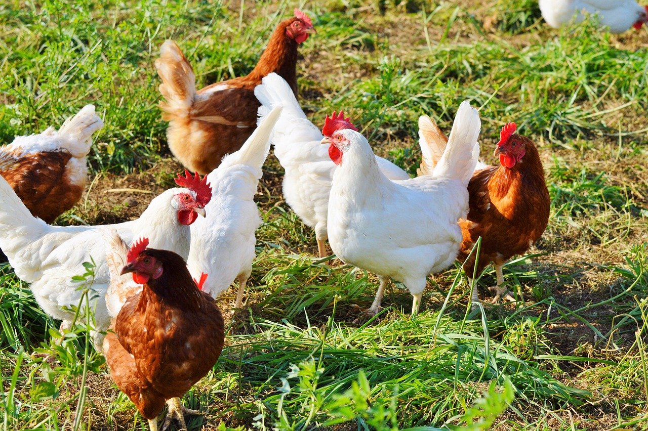 galinhas, aves, influenza aviária