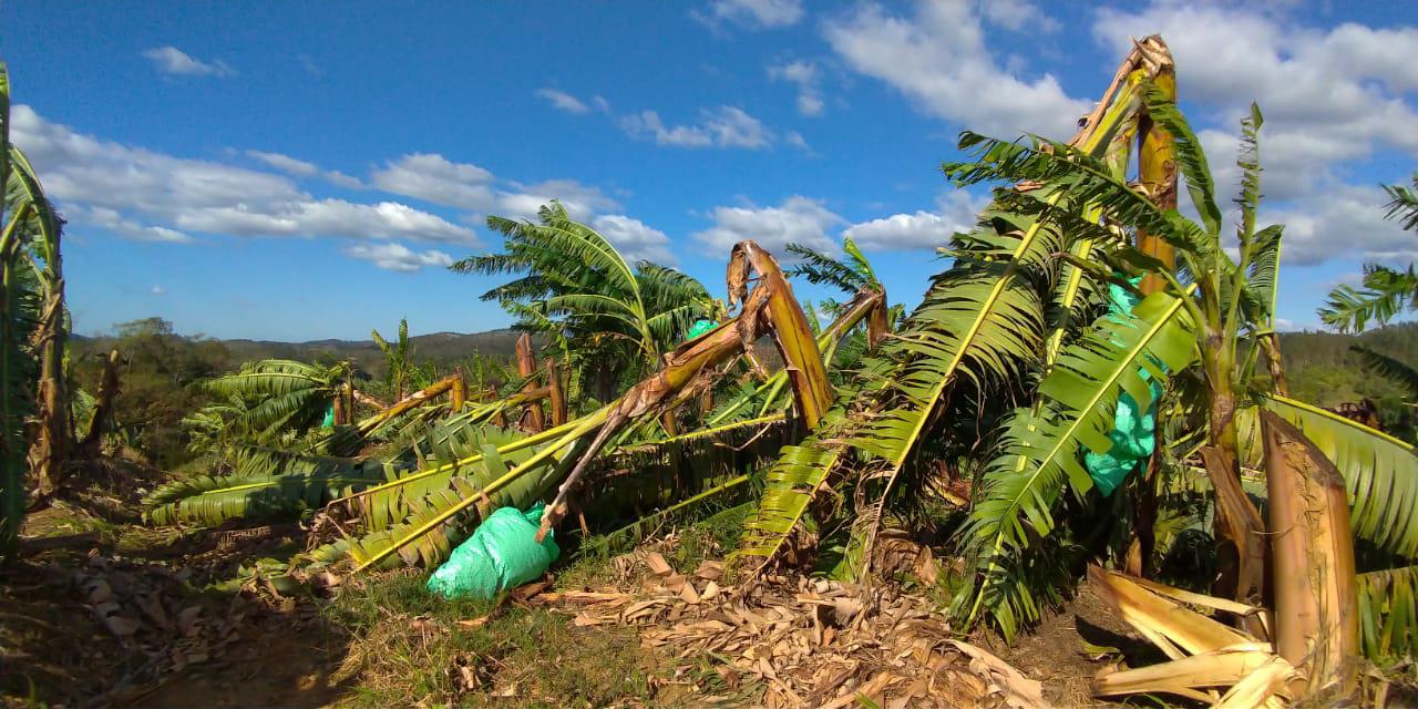 ciclone destroi bananais agricultores