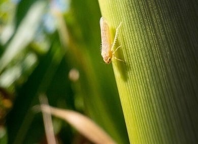 Química verde: defensivo pode ser ferramenta potente contra principal praga do milho