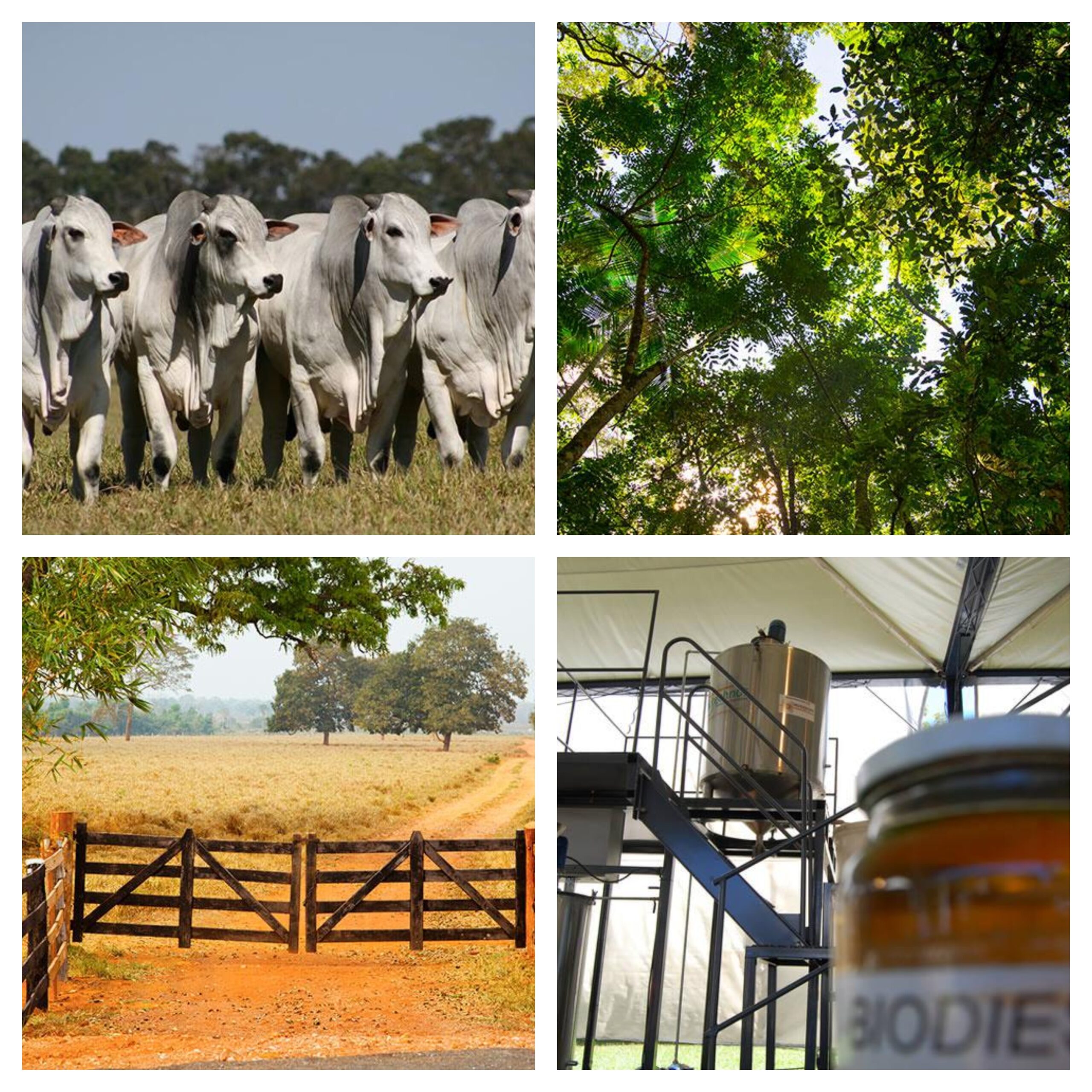 Veja o que foi destaque no Rural Notícias desta semana