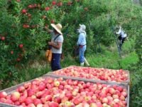 maçã, agronegócio, trabalho, trabalhador