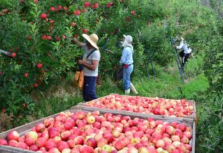 maçã, agronegócio, trabalho, trabalhador